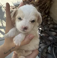 Zippy Male , a  Maltipoo for sale in Santa Clarita, CA – 1 of 1