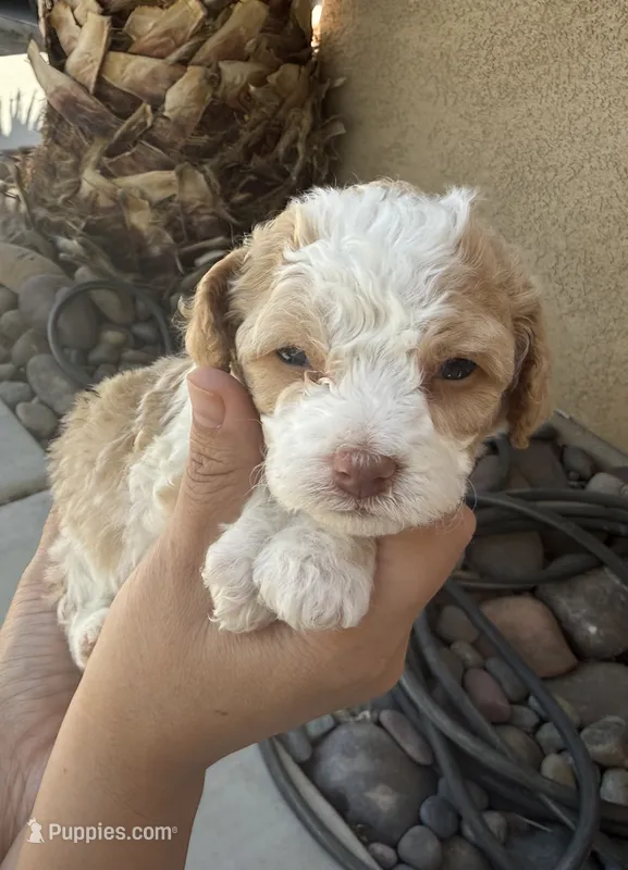 Tori (female) – Maltipoo puppy for sale in Eastvale, CA