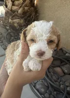 Tori (female), a  Maltipoo for sale in Eastvale, CA – 1 of 1