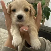 Ms.Toni, a female Maltipoo for sale in San Diego Country Estates, CA – Photo 2 of 2