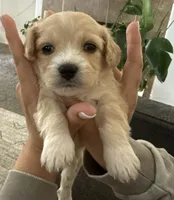 Toni, a female Maltipoo for sale in Eastvale, CA – Photo 2 of 2