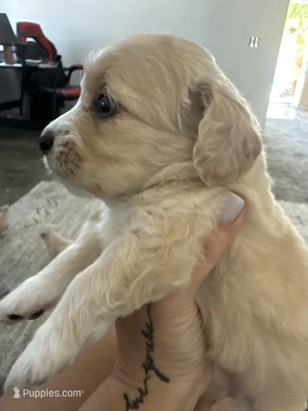 Toni, a female Maltipoo for sale in Eastvale, CA – Photo 1 of 2