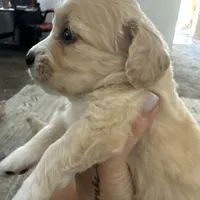 Ms.Toni, a female Maltipoo for sale in San Diego Country Estates, CA – Photo 1 of 2