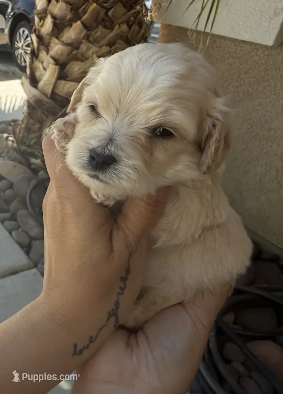 Bradford Male – Maltipoo puppy for sale in Eastvale, CA