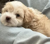 Rango Tango, a male Maltipoo for sale in Eastvale, CA – 3 of 4
