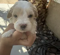 Rango Male , a  Maltipoo for sale in Santa Clarita, CA – 2 of 2