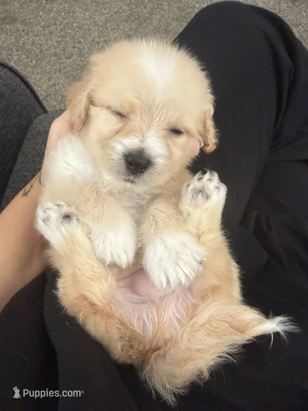 Jamison – Maltipoo puppy for sale in Corona, CA