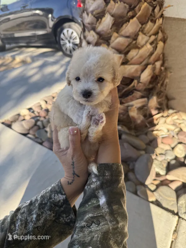 Reddington   – Maltipoo puppy for sale in Corona, CA