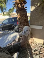 Lindsey, a  Maltipoo for sale in Corona, CA – 2 of 2