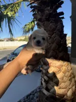 Reddington  , a  Maltipoo for sale in Corona, CA – 2 of 3