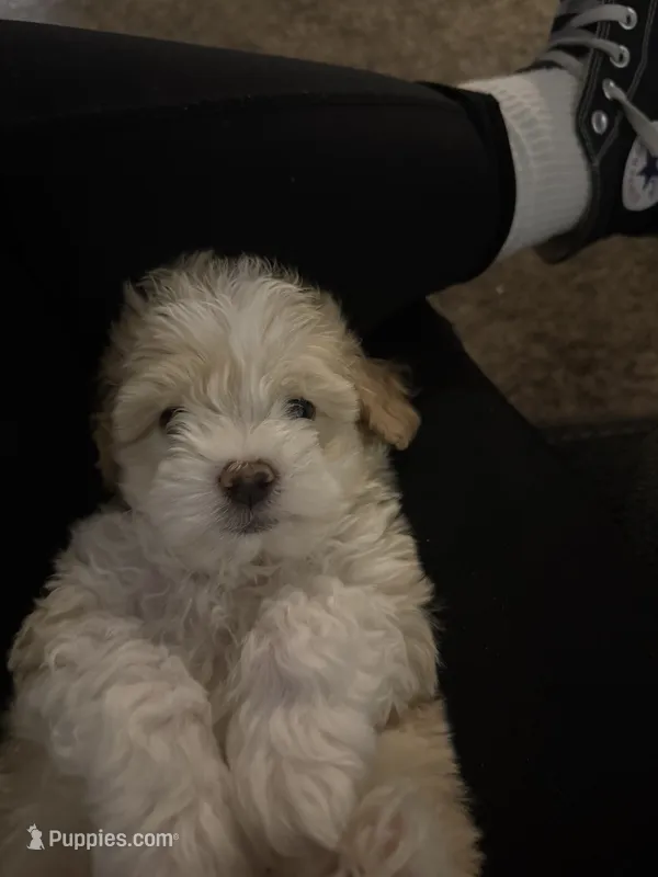 Rango Tango – Maltipoo puppy for sale in Eastvale, CA