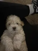 Rango Tango, a male Maltipoo for sale in Eastvale, CA – 1 of 4