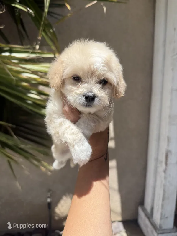 Bradford Male – Maltipoo puppy for sale in Temecula, CA