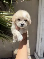 Bradford Male, a  Maltipoo for sale in Temecula, CA – 1 of 1