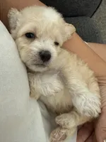 Reddington  , a  Maltipoo for sale in Corona, CA – 3 of 3