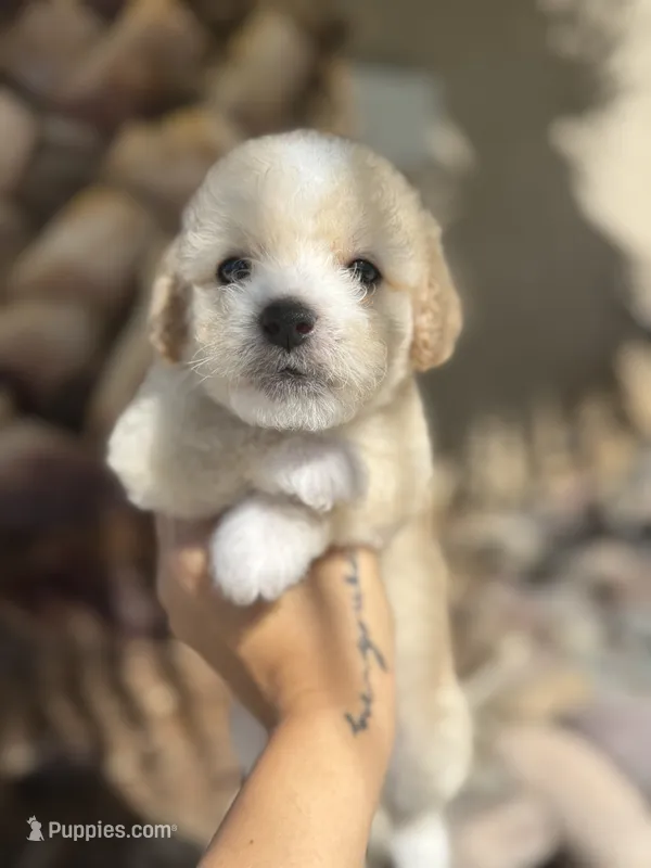 Reddington  – Maltipoo puppy for sale in Corona, CA