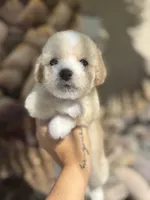 Reddington , a male Maltipoo for sale in Corona, CA – 1 of 1