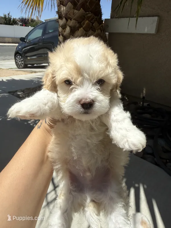 Rango Male  – Maltipoo puppy for sale in Santa Clarita, CA