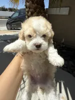 Rango Male , a  Maltipoo for sale in Santa Clarita, CA – 1 of 2