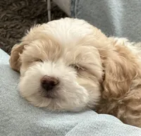 Rango Tango, a male Maltipoo for sale in Eastvale, CA – 2 of 4