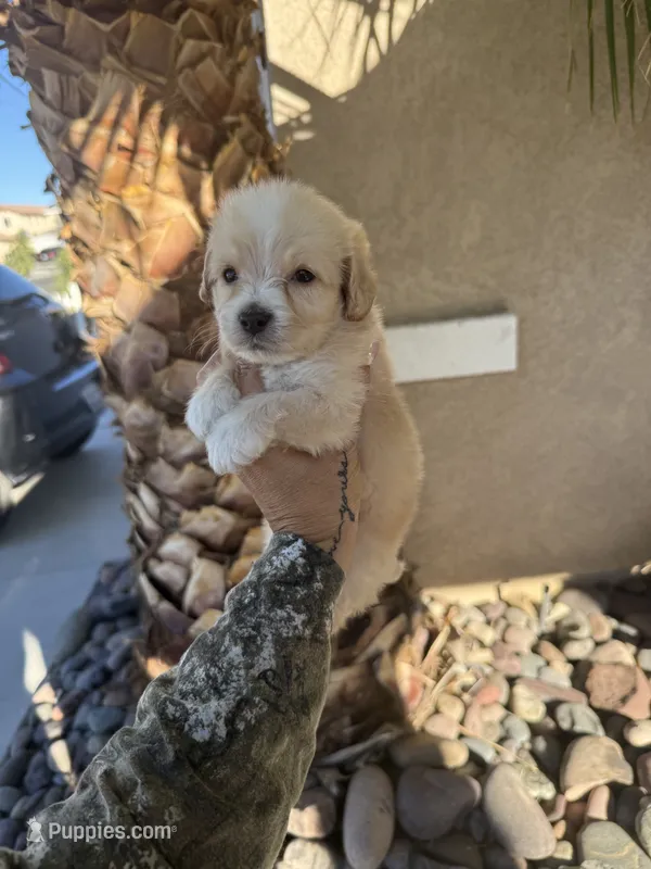 Jamison – Maltipoo puppy for sale in Corona, CA