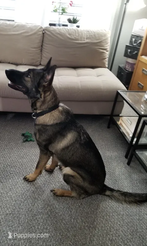 Nova – German Shepherd Dog puppy for sale in Brooklyn, NY