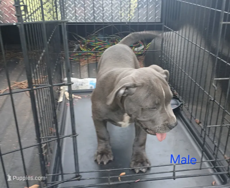 Not Named – American Bully puppy for sale in Jesup, GA