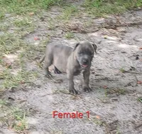 Not Named, a female American Bully for sale in Jesup, GA – 1 of 1