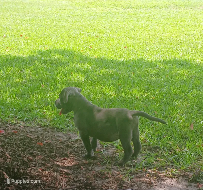 Not Named – American Bully puppy for sale in Jesup, GA