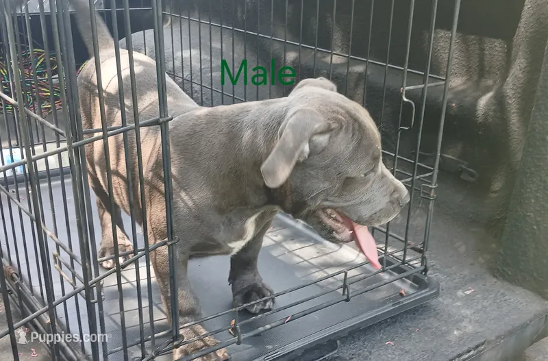 Not Named – American Bully puppy for sale in Jesup, GA