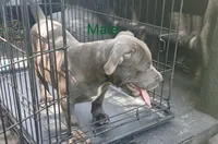 Not Named, a female American Bully for sale in Jesup, GA – 2 of 6