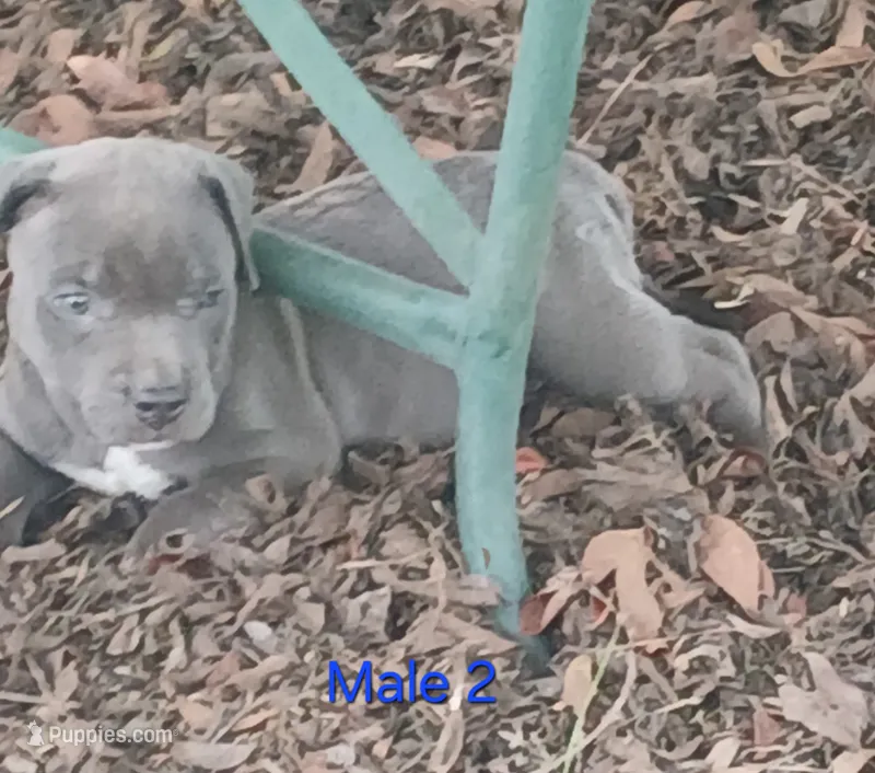 Not Named – American Bully puppy for sale in Jesup, GA