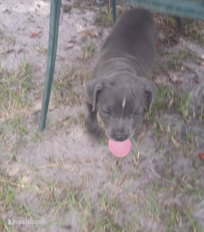 Not Named – American Bully puppy for sale in Jesup, GA