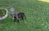 Not Named, a female American Bully for sale in Jesup, GA – 6 of 6