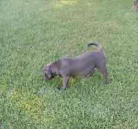 Not Named, a female American Bully for sale in Jesup, GA – 3 of 6