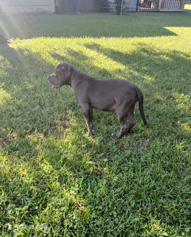 Not Named – American Bully puppy for sale in Jesup, GA