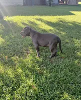 Not Named, a female American Bully for sale in Jesup, GA – 1 of 6