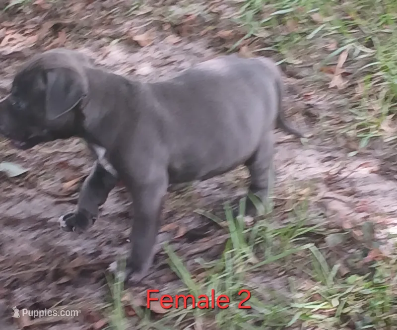 Not Named – American Bully puppy for sale in Jesup, GA