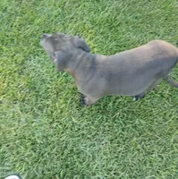 Not Named, a female American Bully for sale in Jesup, GA – 4 of 6