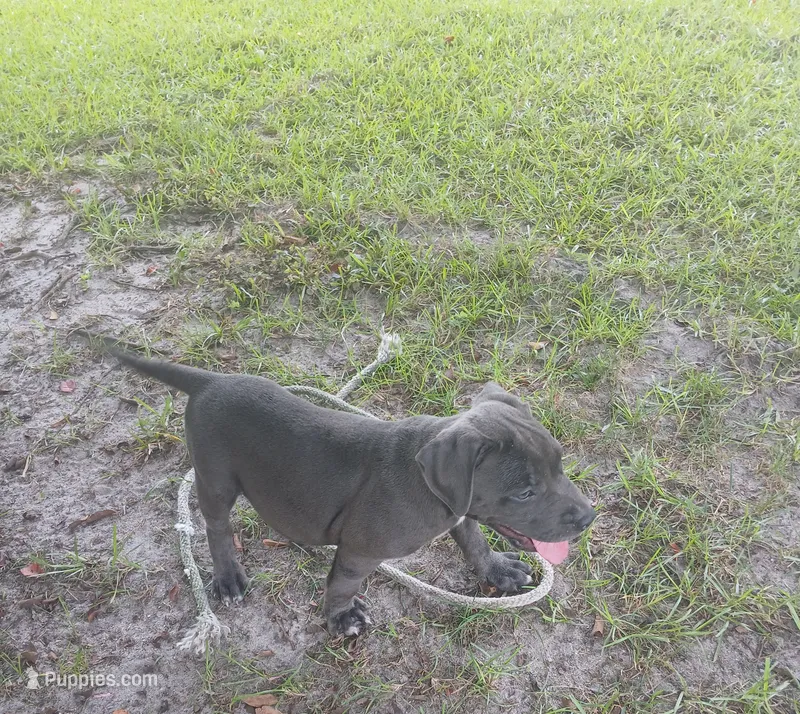 Not Named – American Bully puppy for sale in Jesup, GA