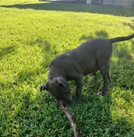 Not Named, a female American Bully for sale in Jesup, GA – 5 of 6