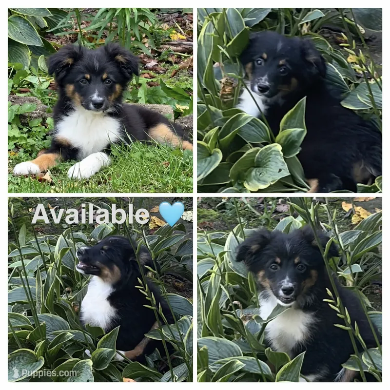 Gray – Miniature Australian Shepherd puppy for sale in Zanesville, OH