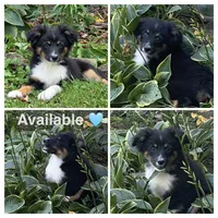 Gray, a male Miniature Australian Shepherd for sale in Zanesville, OH – 1 of 2