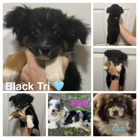 Gray, a male Miniature Australian Shepherd for sale in Zanesville, OH – 2 of 2