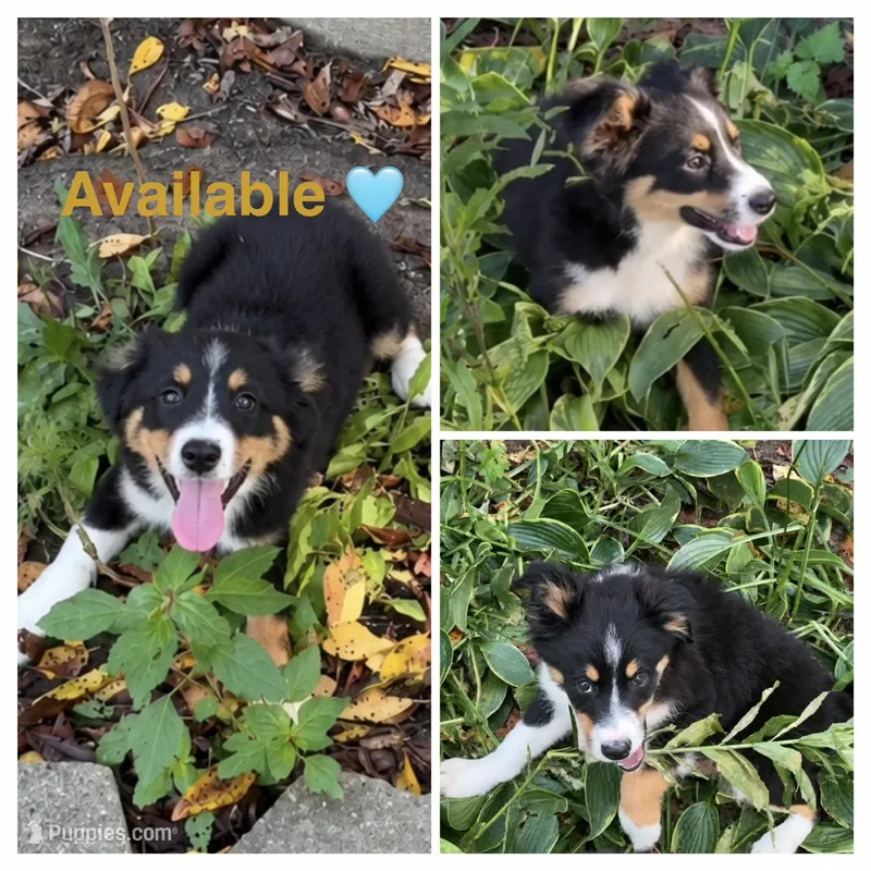 Tan – Miniature Australian Shepherd puppy for sale in Zanesville, OH
