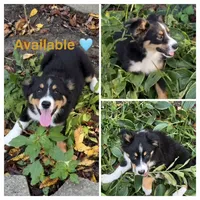 Tan, a male Miniature Australian Shepherd for sale in Zanesville, OH – 1 of 2