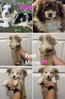 Black , a female Miniature Australian Shepherd for sale in Zanesville, OH – 2 of 2