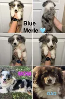Orange , a male Miniature Australian Shepherd for sale in Zanesville, OH – 2 of 2