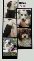 Yellow (Cruella), a female Miniature Australian Shepherd for sale in Zanesville, OH – 2 of 2