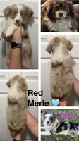 Lime, a male Miniature Australian Shepherd for sale in Zanesville, OH – 2 of 2